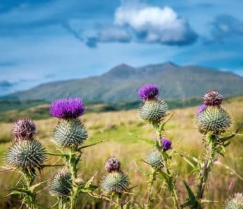 182923-ben-cruachan-medium