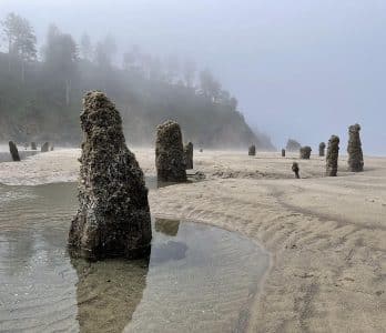 Neskowin_Ghost_Forest_Credit Travel Oregon