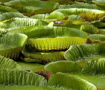 MTPA-SCENERIES-NATURE-002